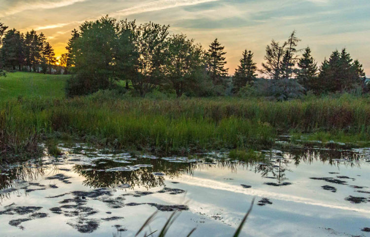 Nature - Guysborough